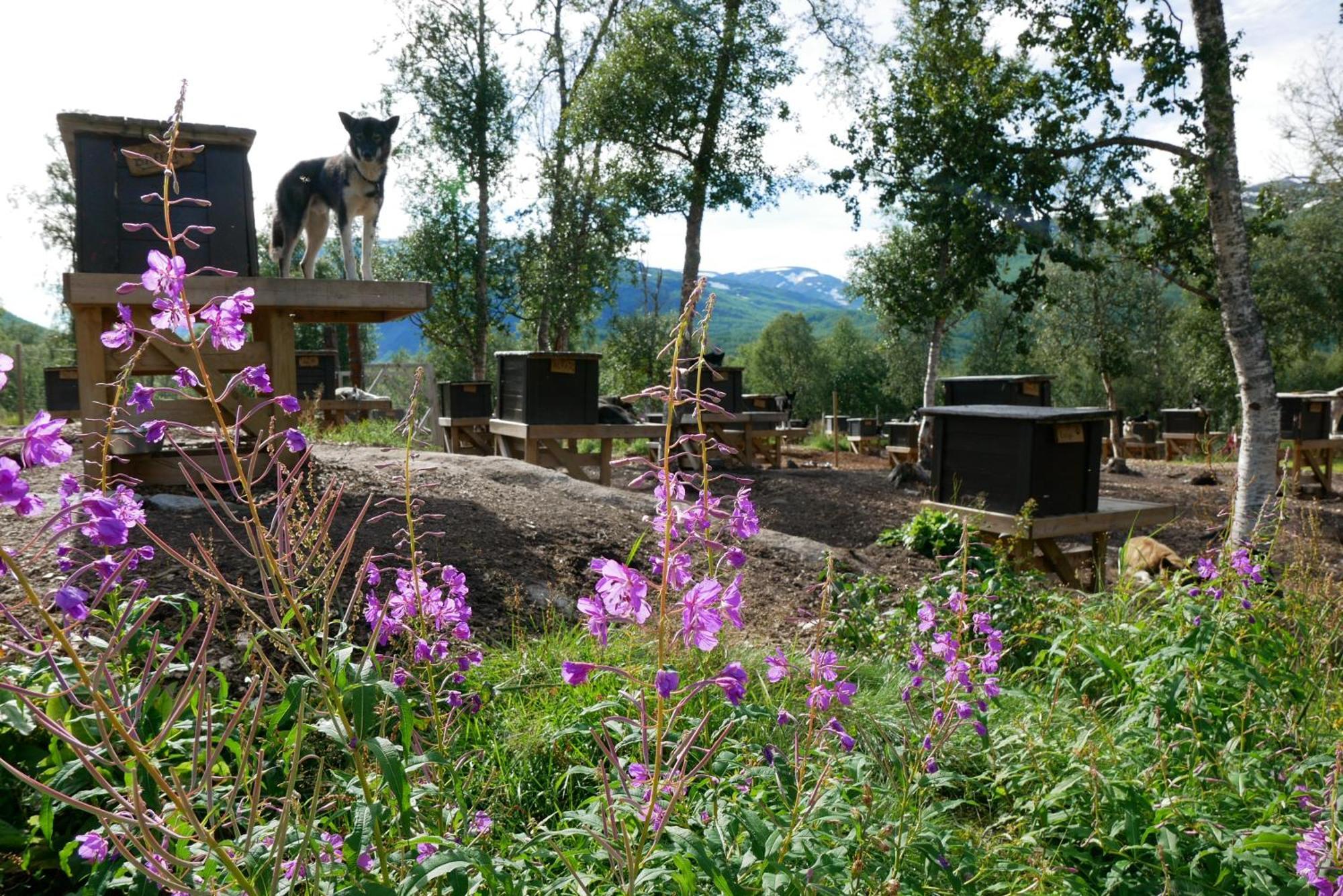 Bardu Huskylodge Exteriér fotografie