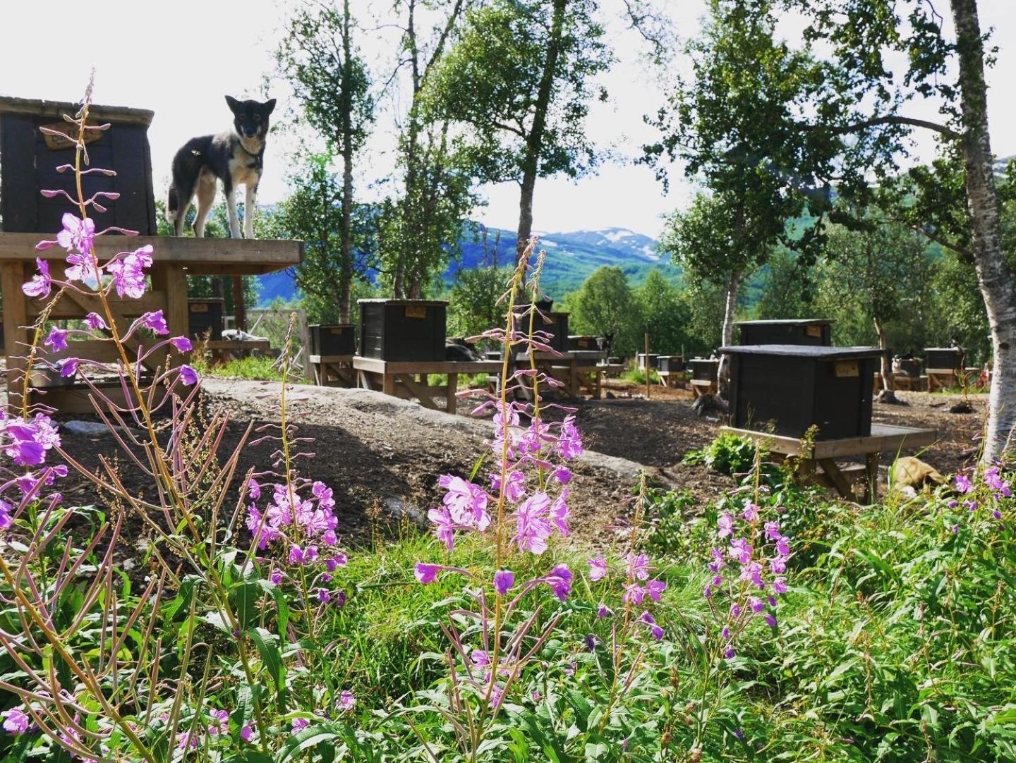 Bardu Huskylodge Exteriér fotografie